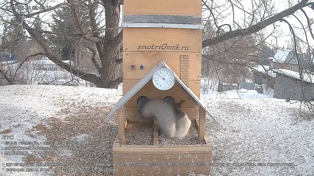 Белочка : Опять самообслуживание- надо раньше просыпаться#Омск Russia, Siberia смотреть онлайн