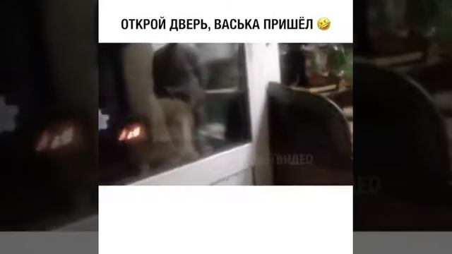 Открой дверь быстро пока не залезу Открой дверь вытопка Незалежности смотреть онлайн