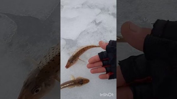 зимняя рыбалка на реке