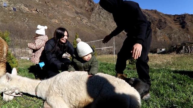 Альпаки смотреть онлайн