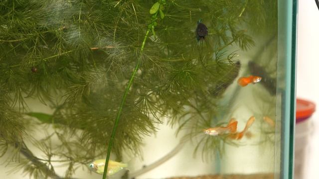 Мальки красной гуппи подросли и плавают стайкой в аквариуме смотреть онлайн