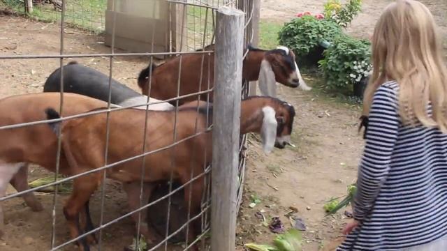 Yo its Fall let's go Apple Picking and Corn Mazing смотреть онлайн