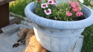 Лето взяло в руки краски