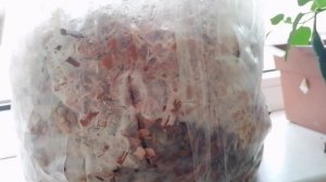 Вырастил Шиитаки дома!