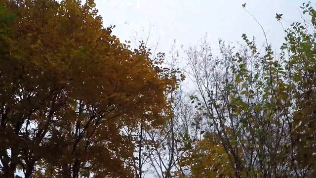 Прогулка по набережной ДВФУ на о.Русский.Краски осени. смотреть онлайн