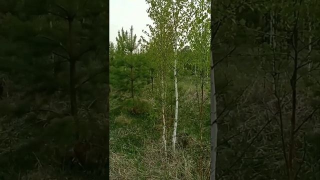 Молодой Сосняк. Деловая древесина через 70 лет будет готова. Ждите. смотреть онлайн
