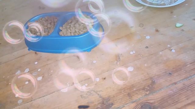 Мой маленький песик смотреть онлайн