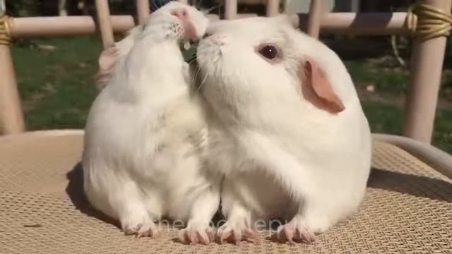 Перетягивание каната)))