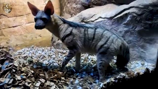 ЗЕМЛЯНОЙ ВОЛК ИНТЕРЕСНЫЕ ФАКТЫ