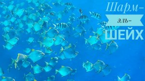 Египет/Красное море/подводный мир/бухта Рас-Ум-Эль-Сид/2023.