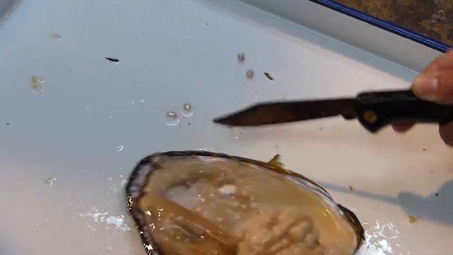 Самый касивый клуглый фолма смотреть онлайн
