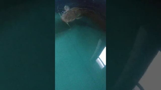 самки клариевого сома через 12 часов после первой инстанции гипофиза