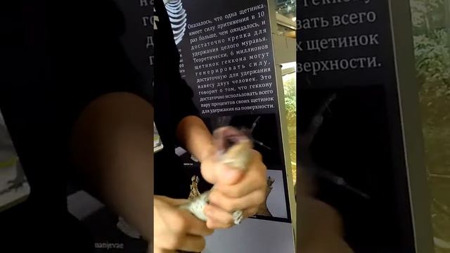 Зоологический музей МГУ. Террариум. смотреть онлайн