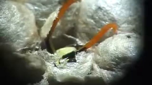 © Macro. Birth wasps / Макросъемка. Рождение осы смотреть онлайн