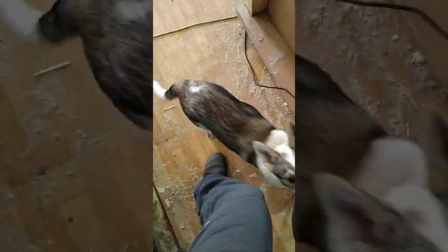 Собака 'Лаки' и компрессор (ч.2). Dog 'Lucky' and compressor (v.2). смотреть онлайн