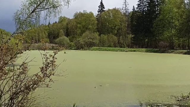 Верхнеяузские болота