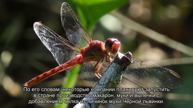 Россиянам пообещали мясо и хлеб из белка насекомых смотреть онлайн