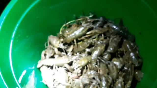 Наловил немного раков, конечно не крупный, но чем богаты тому и рады! смотреть онлайн