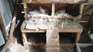 Мускусные утки. Индоутки. Гнезда