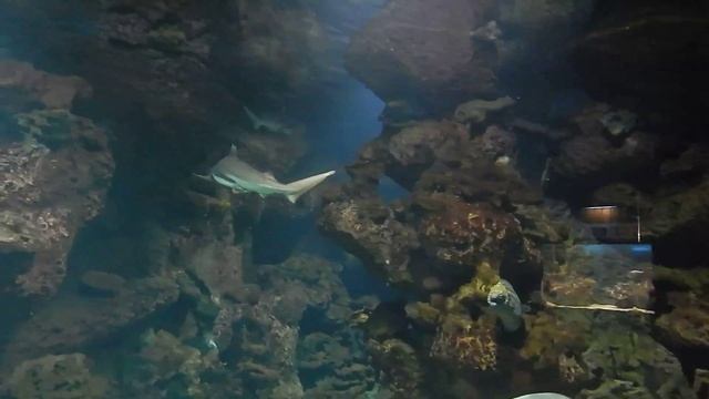 Sochi 2015: Aquarium - Сочи 2015 Океанариум смотреть онлайн
