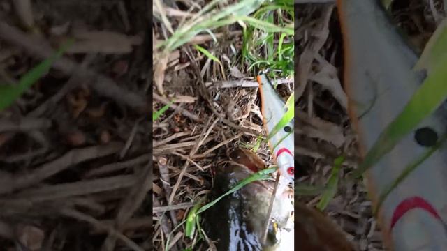 Жерех на воблер Kosadaka, отпускайте рыбу