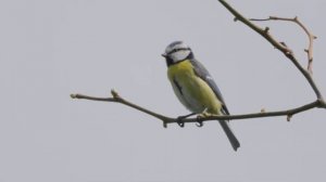 Песня обыкновенной лазоревки (Eurasian blue tit)