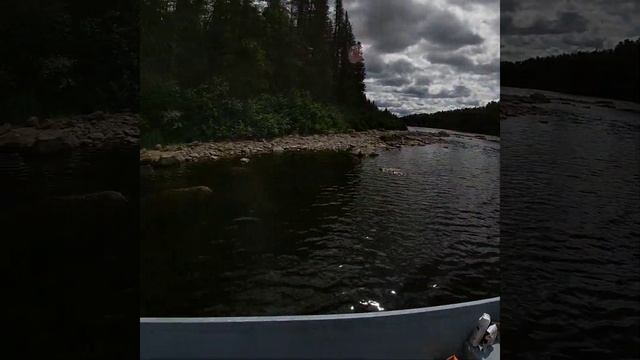 Nice Atlantic Salmon On Dry Fly