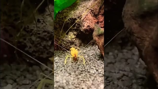 Креветка кушает Мотыль 😆 Аквариум смотреть онлайн