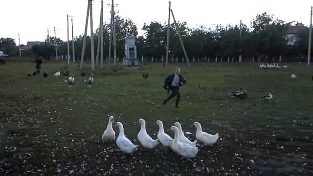 Гуси, гуси. Га Га Га.