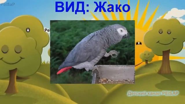 Мультики для развития Как разговаривают ПОПУГАИ от PEISAP смотреть онлайн