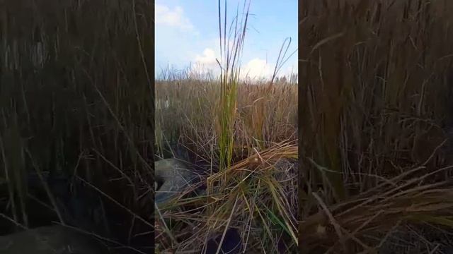 Охота На Утку! На Озере Руручум . смотреть онлайн