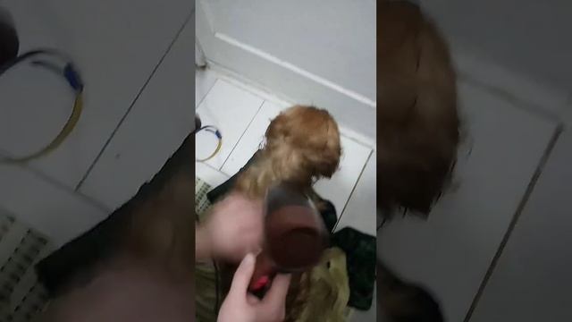 Ричи моется в ванной!🐕💦🤣 смотреть онлайн