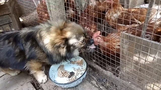 Жизнь и приключения Чипона:наглые куры