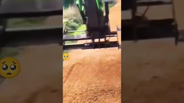 Amazing Grafting Tools #satisfying #short смотреть онлайн