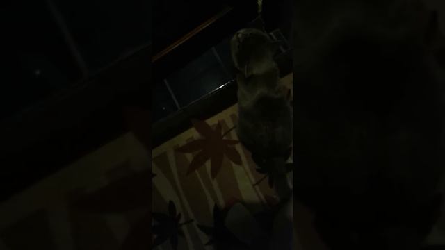 Умеет оказывается кошки двери открывать если так продолжится они скоро двери закрывать смотреть онлайн