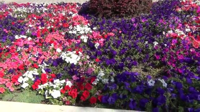 Анапа, цветы