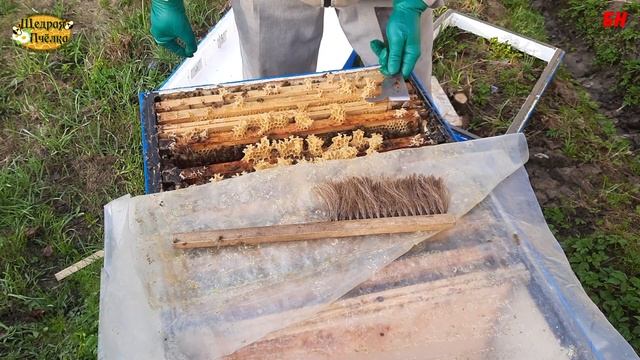 пчеловодство, весна май стабильное развитие несмотря на холодную весну смотреть онлайн