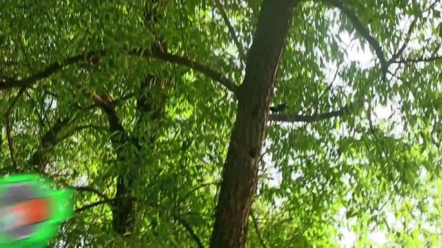 Обыкнове́нный скворе́ц (лат. Sturnus vulgaris) — певчая птица Common Starling - songbird смотреть онлайн