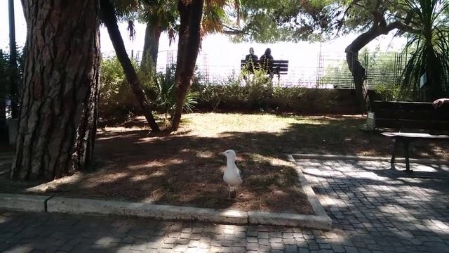 Чем питаются птички на море смотреть онлайн