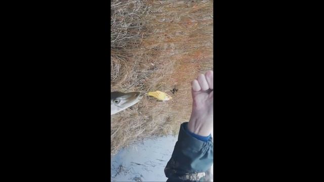 Рыбалка с Пимычем. Ловля осенней щуки. Как и на что ловить? смотреть онлайн