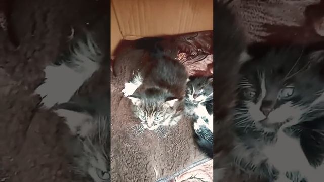 Котята зевают и мурчат. Очень мило!