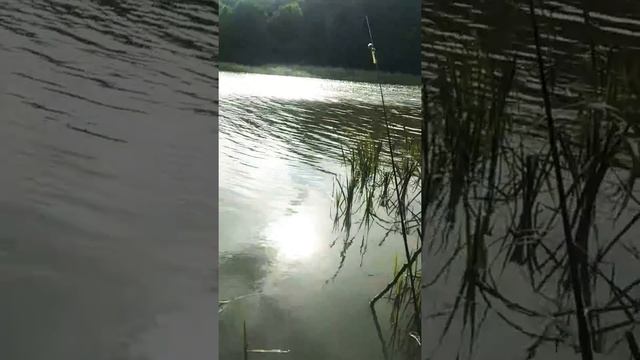 Рыбалка на озере на фидер