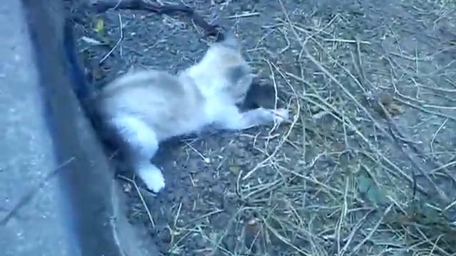 Котёнок играется с мышей) смотреть онлайн