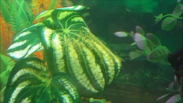 Скалярии отнерестились 1 смотреть онлайн