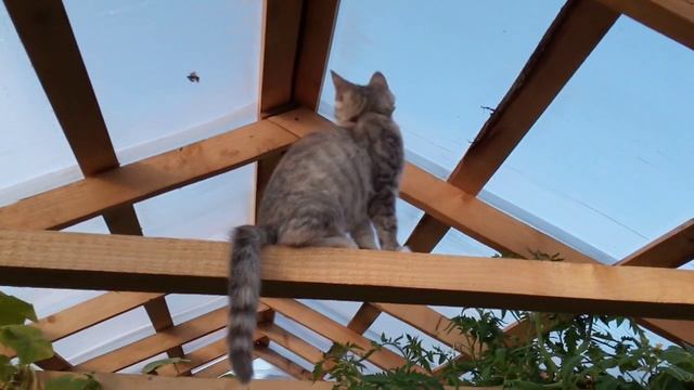 кошка следит за бабочкой смотреть онлайн
