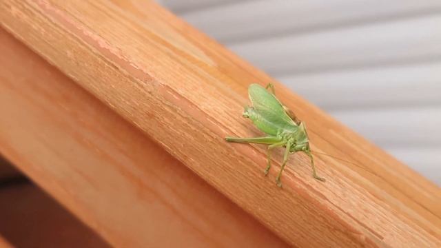 Кузнечик Кузя