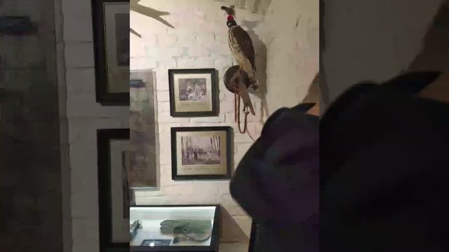 Воронежский замок царицы Евгении смотреть онлайн