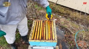 пчеловодство, профилактика, лечение, стимуляция, обработка пчел чистотелом