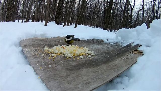 Большой пёстрый дятел смотреть онлайн