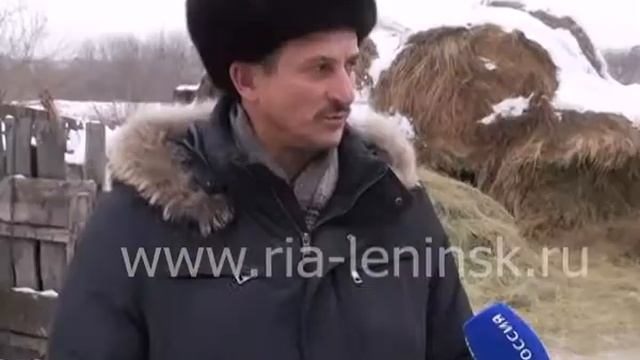 Две многодетные семьи Беловского района бесплатно получили коров смотреть онлайн